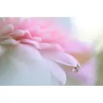 Nikon Z6III FX-Format Mirrorless Camera (Body Only) – Black