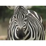 Nikon COOLPIX P1100 - Black (26541)