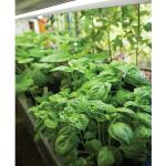 Feit Electric 9-Watt E26 A19 Medium Base Non-Dim Indoor and Greenhouse Full Spectrum Plant Grow LED Light Bulb 1-Pack (A19/GROW/LEDG2/BX)