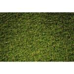 Lifeproof with Petproof Technology Premium Pet Turf 6 ft. x 7.5 ft. Green Artificial Grass Rug (LPPPET756)