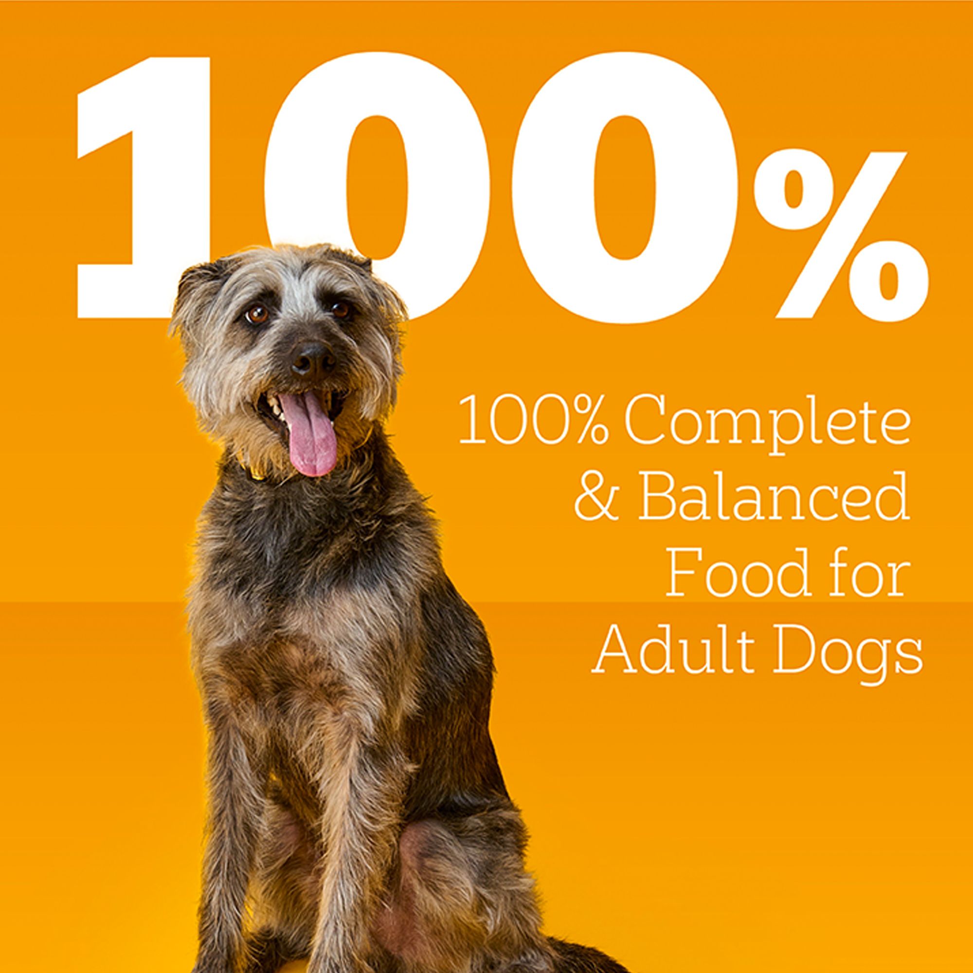 Pedigree® Choice Cuts in Gravy Adult Wet Dog Food - Beef - Image 5