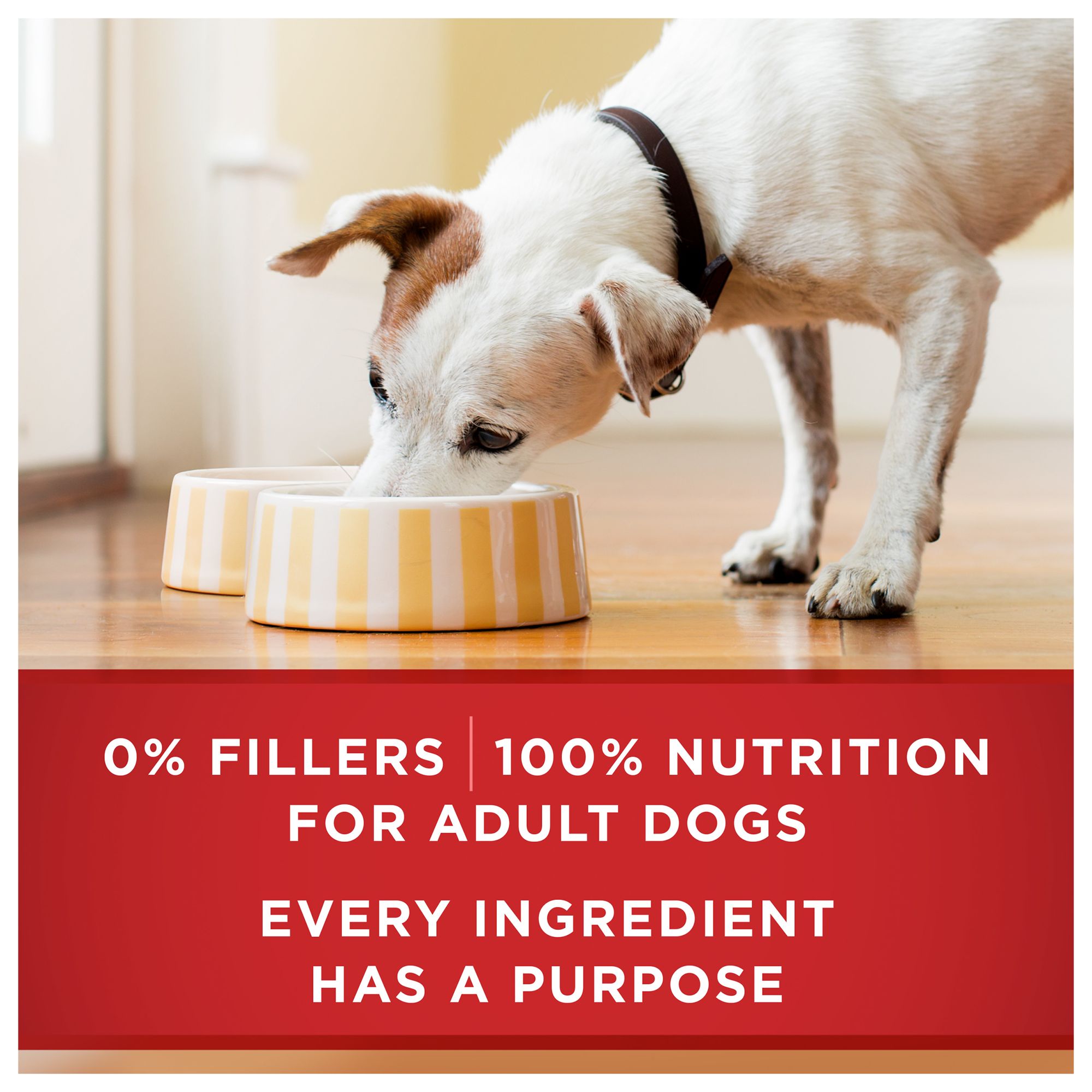 Purina ONE® SmartBlend Everyday Nutrition Adult Dog Wet Food - Natura Chicken & Brown rice Entree - Image 7