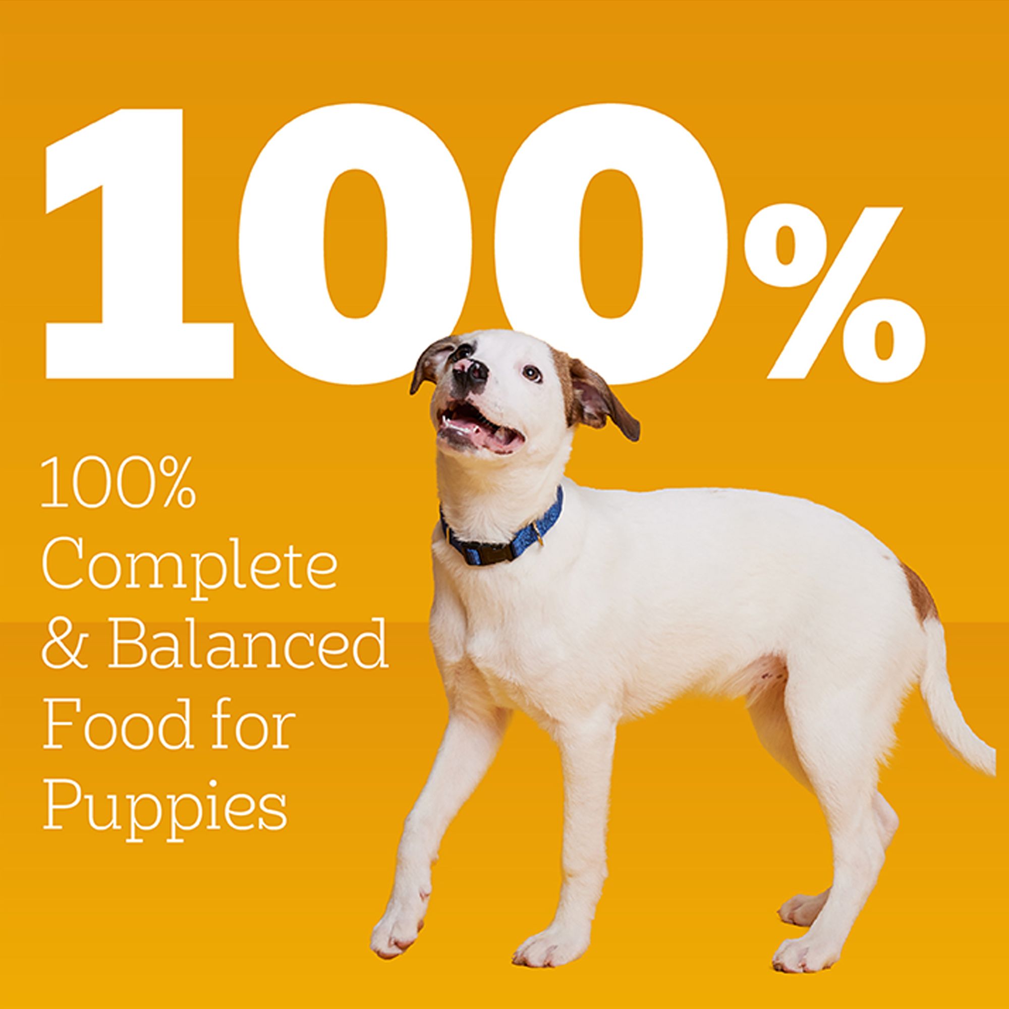 Pedigree® Chopped Ground Dinner Puppy Wet Dog Food - Heathy Brain Development, With Chicken & Beef - Image 4