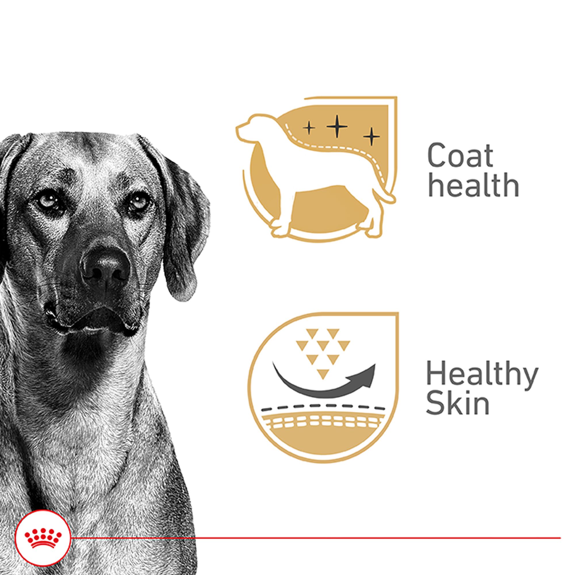Royal Canin Canine Health Nutrition Adult Wet Dog Food - Image 2