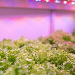 Feit Electric 16-Watt PAR38 Medium E26 Base Indoor and Outdoor Full Spectrum Plant Grow LED Light Bulb (1-Pack) (PAR38/GROW/LED/BX)