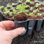 Ferry-Morse Seed Starting Kit – Pro-Hex Tray (PHEX-7H)